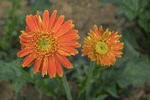 黄菊