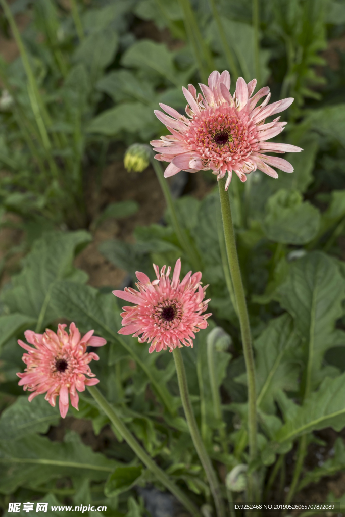 粉色非洲菊