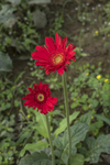 红非洲菊