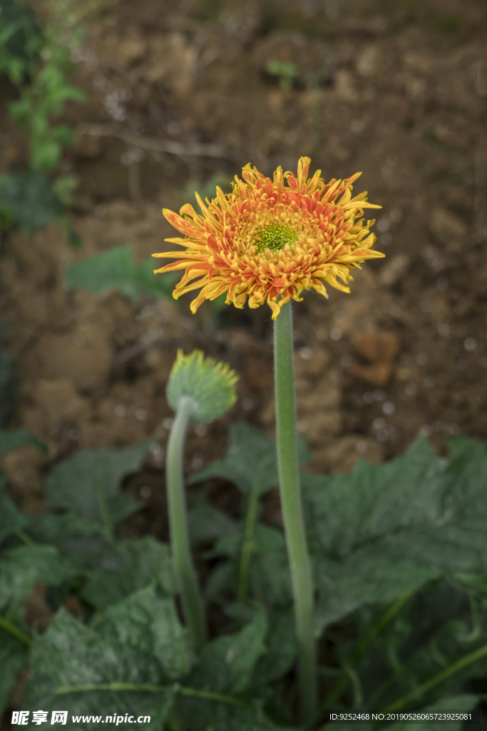 黄色非洲菊