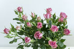 鲜花素材