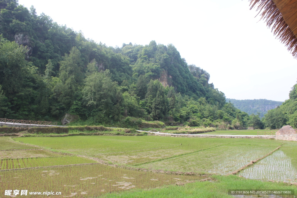 稻田