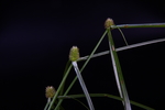 刺芹