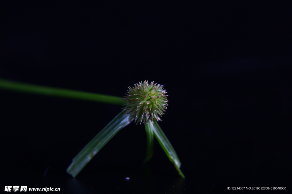 刺芹