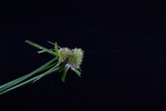 刺芹