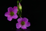紫花酢浆草
