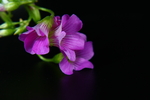 南天七花