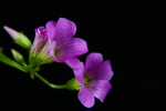 红花酢浆草