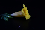 黄兰蝉花