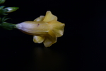 黄蝉花
