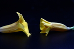 黄蝉