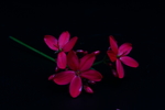 红鸡蛋花