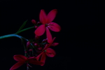 红鸡蛋花