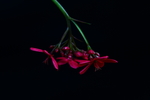 红鸡蛋花