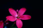 鸡蛋花