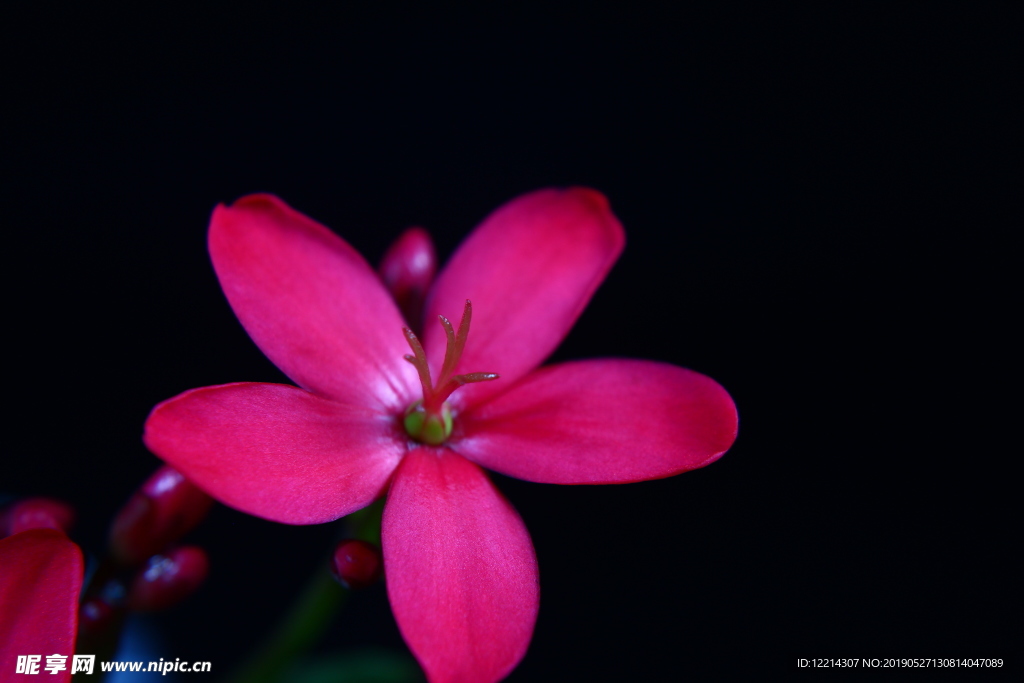 鸡蛋花