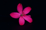 鸡蛋花