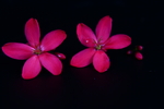 红鸡蛋花