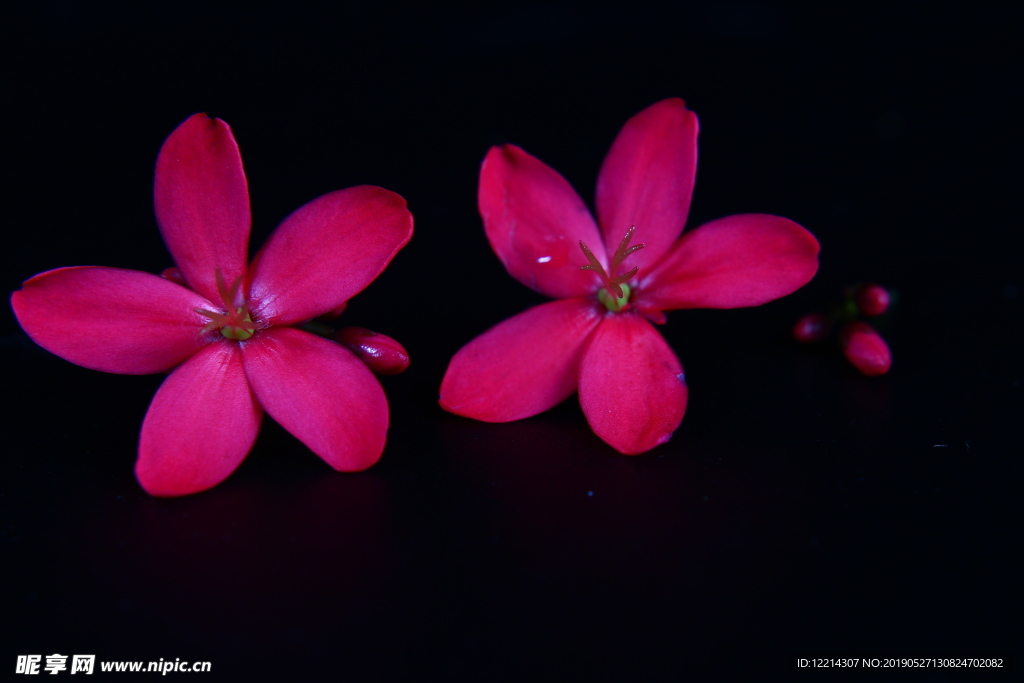 红鸡蛋花