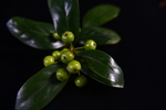 绿植果实