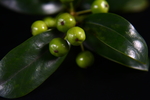 绿植果实