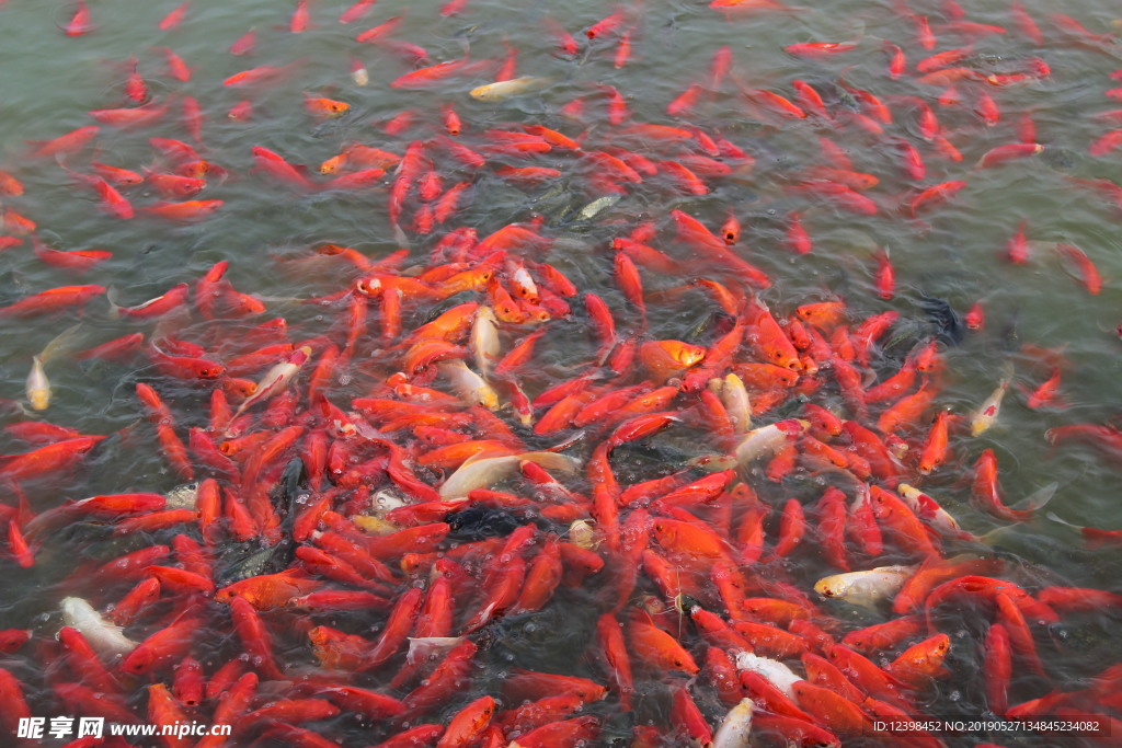 锦鲤