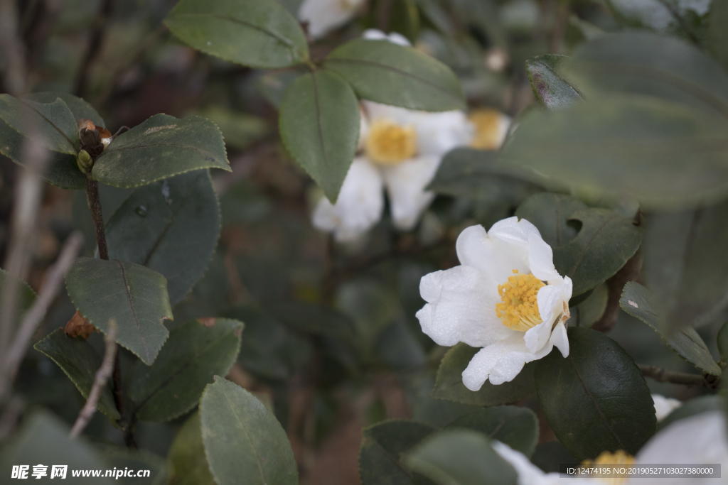 茶花