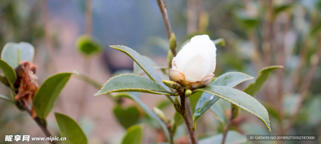 茶花 野茶花 茶油 茶籽油