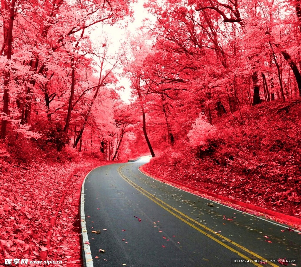 红色树林公路风景