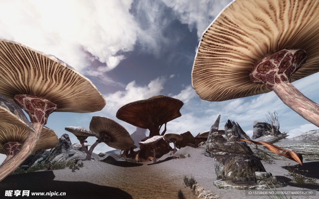 巨伞蘑菇