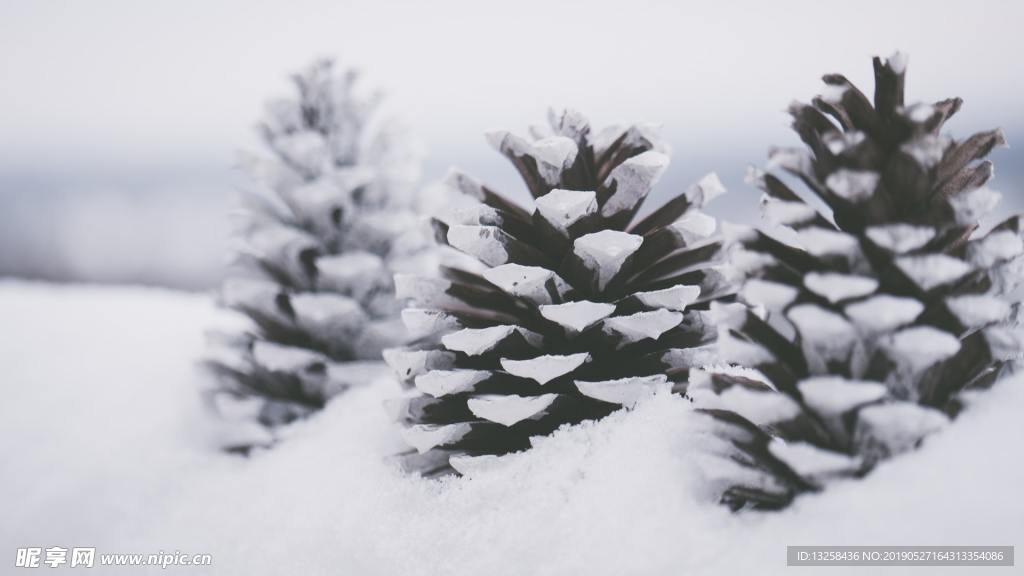 雪后松果