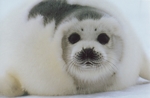 海豹 动物 摄影 生物世界