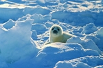 海豹 动物 摄影 生物世界