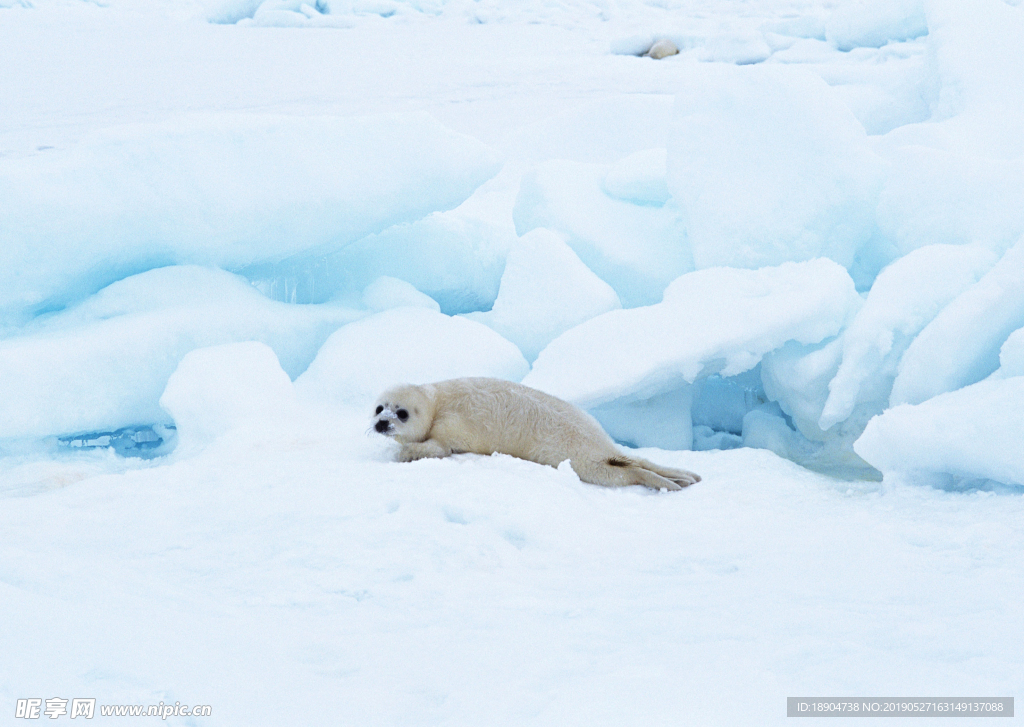 南极 雪地 海豹 动物 北极熊