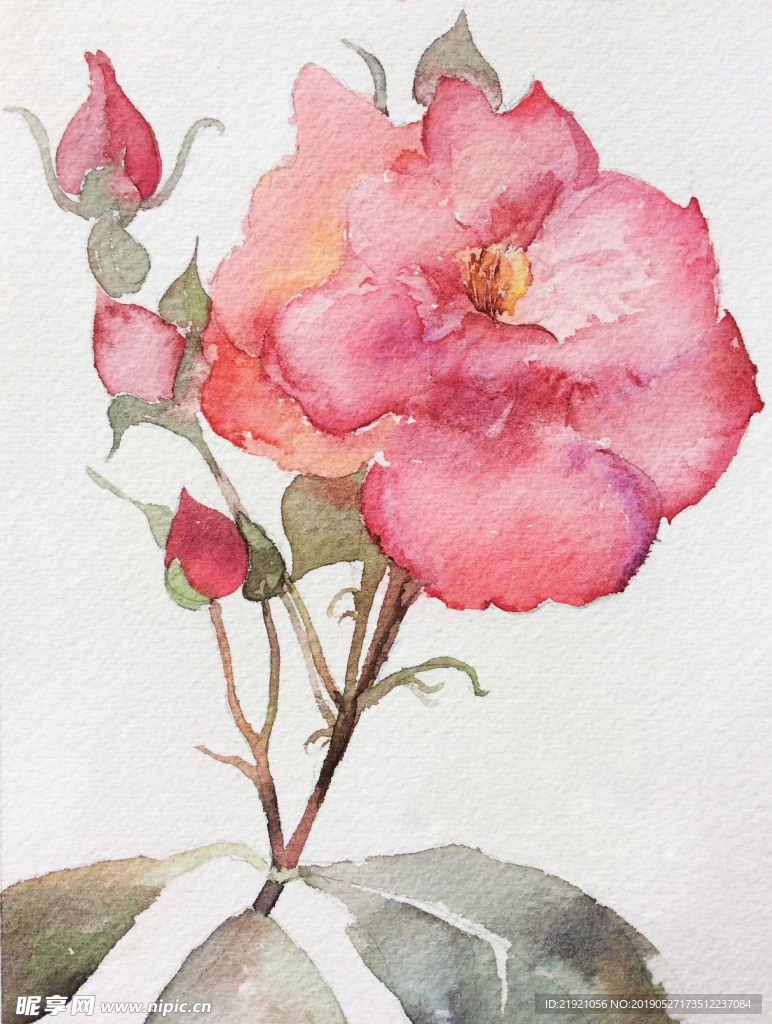 鲜花  插画
