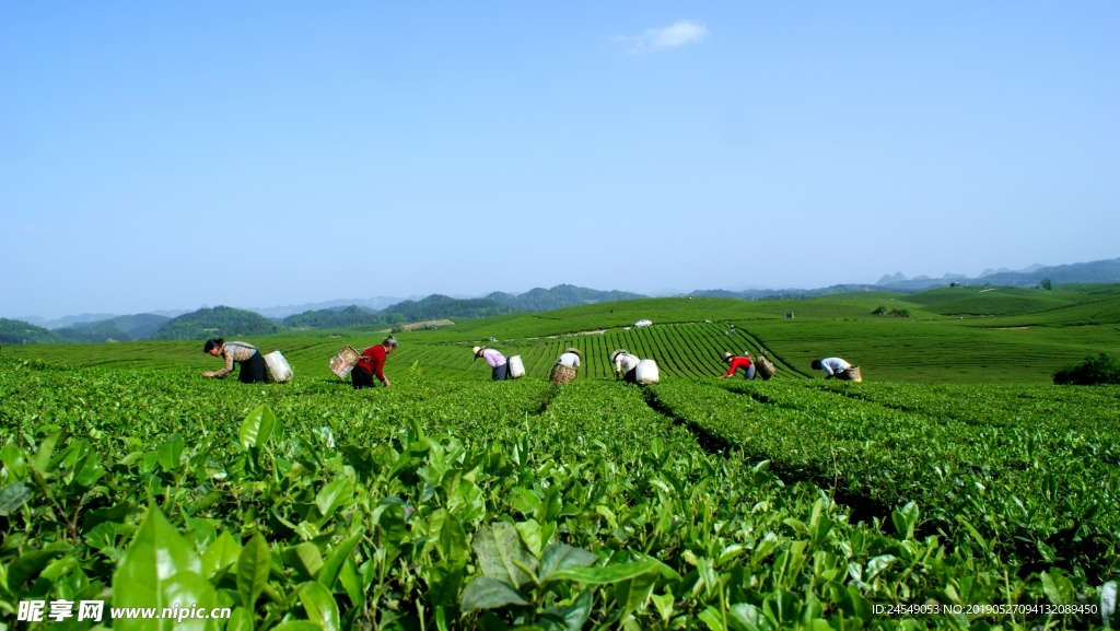 湄潭茶叶