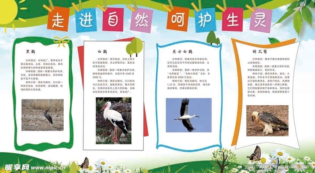 爱鸟周