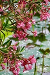 粉色的花
