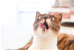 舔舌头的猫