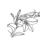 花卉