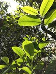 古树茶