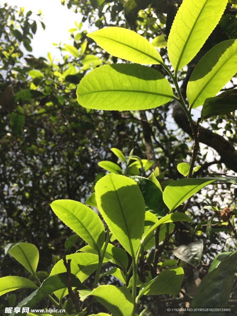 古树茶