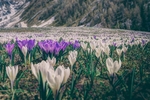 山坡白花