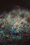 蓝色小花