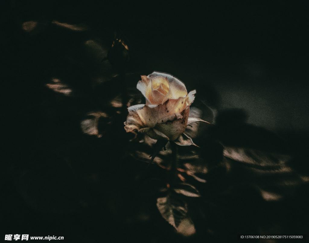 月季花
