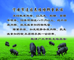 黑猪简介