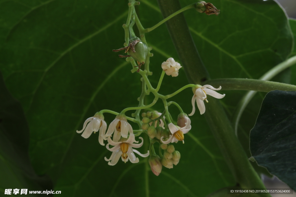 树番茄花