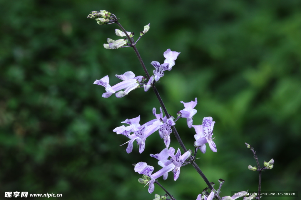 香茶菜