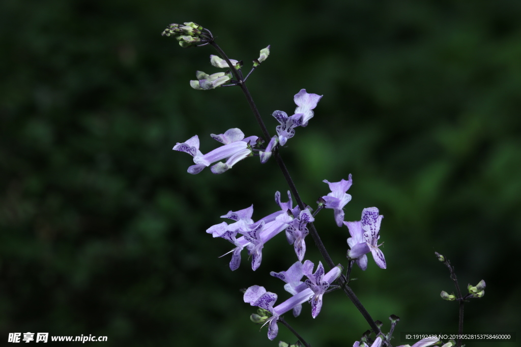 香茶菜