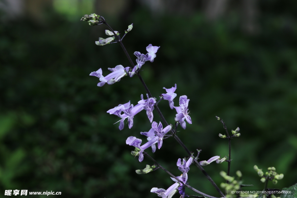 香茶菜